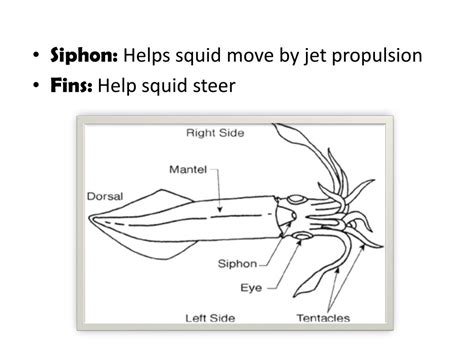 PPT - Squid Anatomy PowerPoint Presentation, free download - ID:1446124