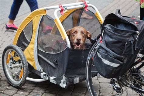 Best Large Dog Bike Trailers - The Opulent Hound