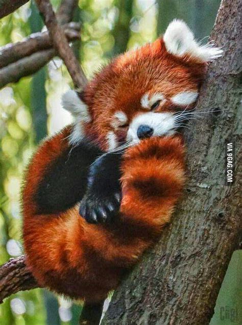 A cute red panda sleeping - 9GAG