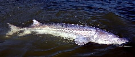 Beluga Sturgeon – "OCEAN TREASURES" Memorial Library