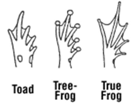 Frogblog: Frog feet (3)