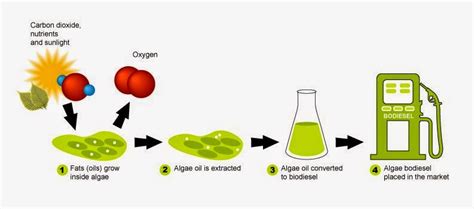 Organic Chemistry: Ethanol as a Biofuel