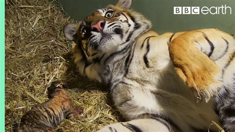 Birth of Twin Tiger Cubs | Tigers About The House | BBC | FunnyCat.TV