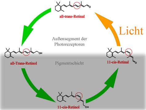 Der Retinal/Retinol-Zyklus