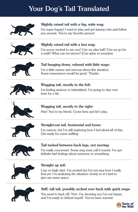 Translating Your Dog’s Tail