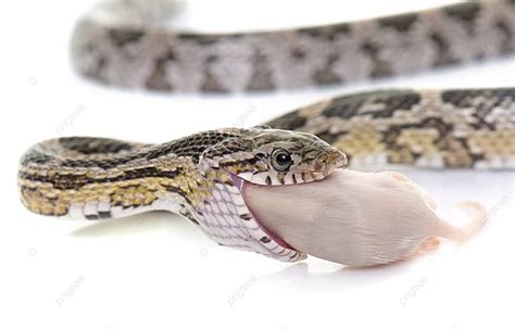 Corn Snake Eating Mouse Rat Mouse Rat Snake Photo Background And Picture For Free Download - Pngtree