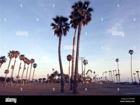 Palm trees on California beach USA Stock Photo - Alamy