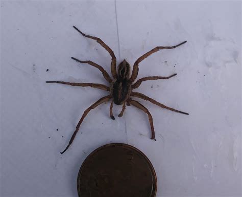 Male Lycosidae (Wolf Spiders) in Tarpon Springs, Florida United States