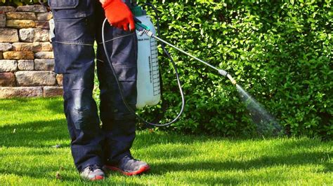 Best Broadleaf Weed Killer For Lawns: 9 Highly Effective Options | 2024