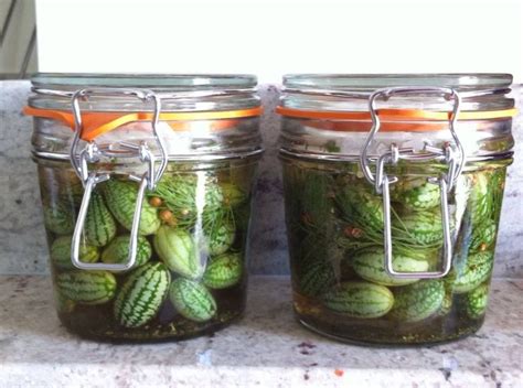 Pickled Cucamelon with Dill and Mint | Recipe | Cucamelon recipes, Pickles, Pickling recipes