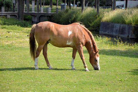 Grazing Horse Free Stock Photo - Public Domain Pictures