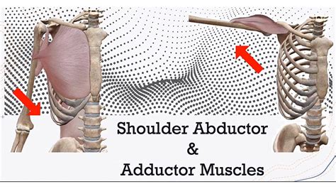 Shoulder Abduction and Adduction Muscles 3D (Origin and Insertion ...