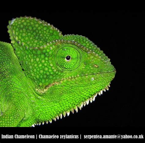 Indian Chameleon (Chamaeleo zeylanicus) | One of the coolest… | Flickr