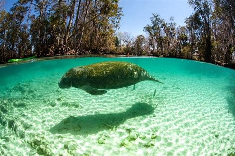 Best Places to See Manatees Near Clearwater Florida