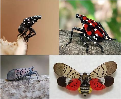 Spotted Lanternflies in MORR and NJ (U.S. National Park Service)