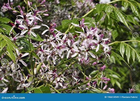 Flowers an Leaves of Chinaberry Tree Stock Image - Image of deciduous ...