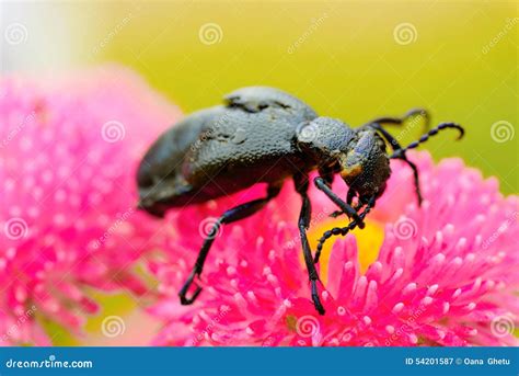 Carabidae stock image. Image of invertebrate, arthropod - 54201587