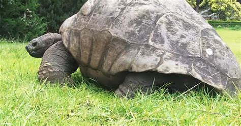 Jonathan The Tortoise Celebrates His 190th Birthday With A Feast - GoodNews by GreaterGood