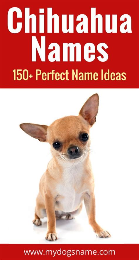 150+ awesome Chihuahua name ideas. You'll love these names perfect for ...