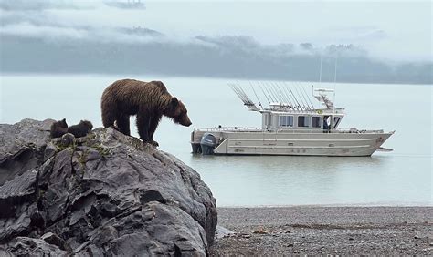 Bear Viewing Alaska - Alaska Bear Viewing