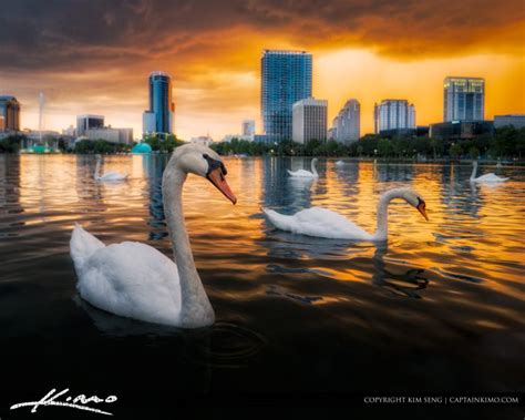 Swan at Lake Eola Park Orlando Sunset | HDR Photography by Captain Kimo