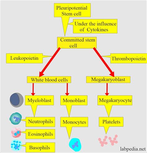 White Blood Cell Maturation Chart | Porn Sex Picture