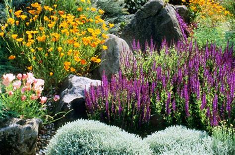 Top 10 Plants for Drought Conditions