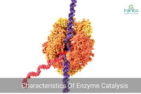 Characteristics Of Enzyme Catalysis | Infinita Biotech