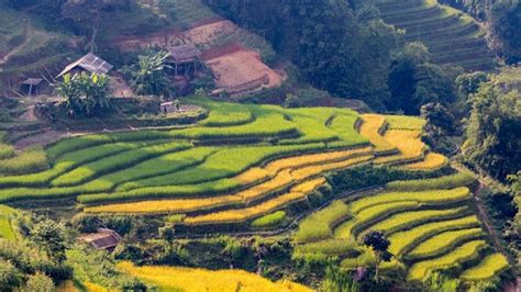 Hoang Su Phi rice terraced fields - a high mountain area - The Terrible ...