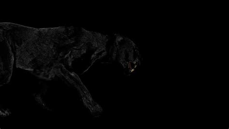 Stalking Black Panther Stock Footage Video 601999 - Shutterstock