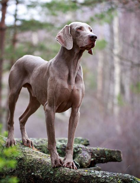 Best Gentle Large Dog Breeds at Dean Miller blog