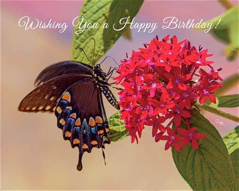 Butterfly - Birthday Wishes Photograph by Connie Mitchell