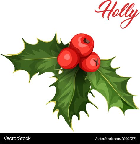 Christmas holly mistletoe ilex leaves Royalty Free Vector