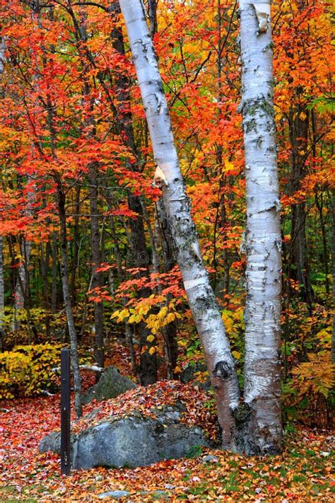 Autumn Trees in Rural Vermont Stock Photo - Image of foliage, curves ...