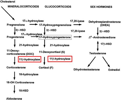 Steroid synthesis pathway. Inhibition of 11β hydroxylase (highlighted)... | Download Scientific ...