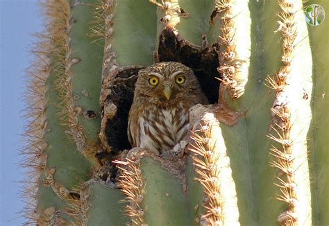 Owl That Lives In A Cactus - It will sometimes make its home in the ...