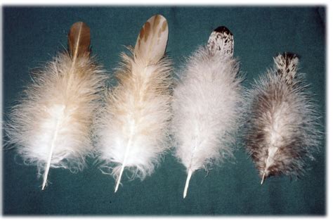 Immature Golden Eagle Feathers