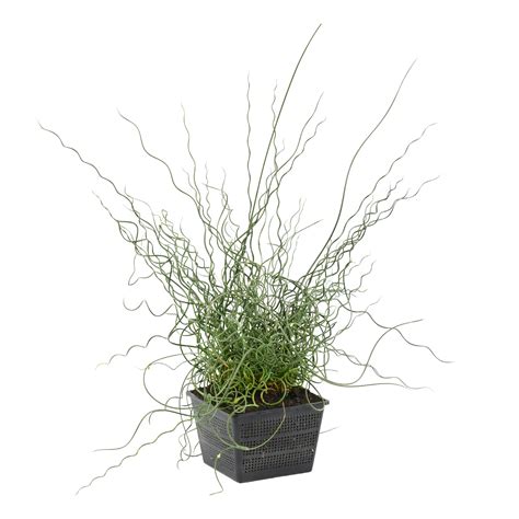 Corkscrew Rush Indoor Houseplants For Delivery The Sill, 57% OFF