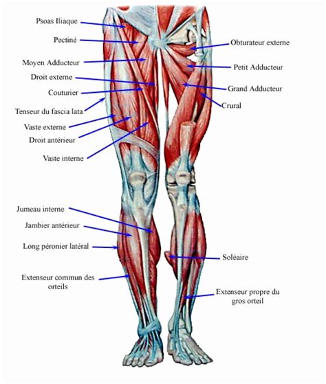 Muscle Anatomy Chart New Muscles In the Legs Anatomy Chart Anatomy Body Diagram in 2020 | Muscle ...