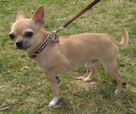 Chihuahua - Puppies, Rescue, Pictures, Information, Temperament ...