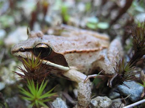 Wood Frog- Lithobates sylvatica | Wildlife Journal Junior