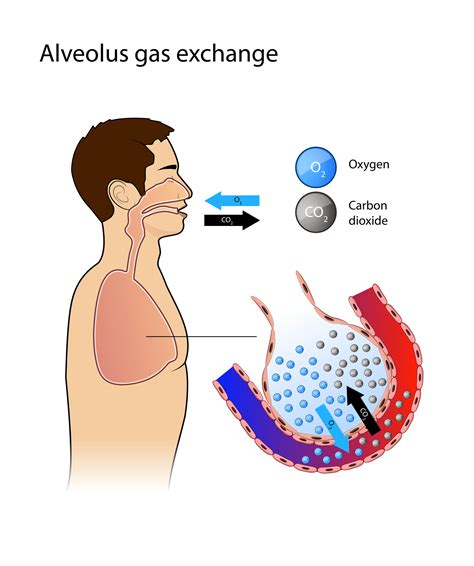 Alveoli Diffusion