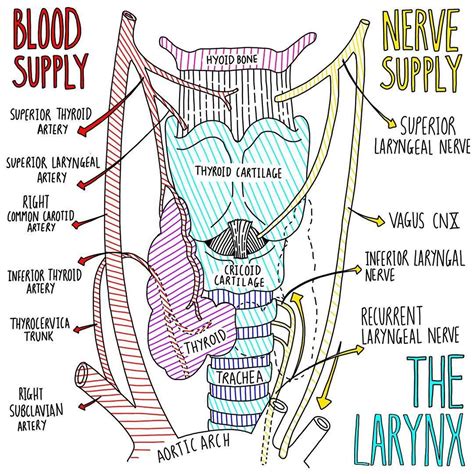 The Larynx - Blood and Nerve Supply #medschoollife #medicalstudent # ...