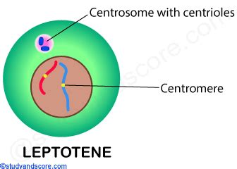 Meiotic cell division: Meiosis I, Meiosis II and significance of meiosis | Study&Score