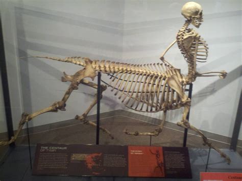 Centaur Skeleton