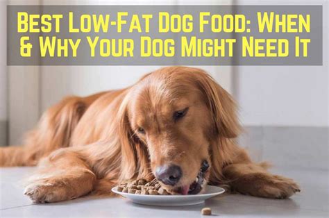 Low-Fat Dog Food? The Benefits & Side Effects | Therapy Pet