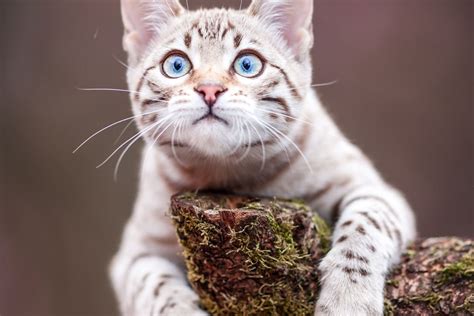 Snow Bengal Cat Breed Overview: Traits, Variations More, 52% OFF