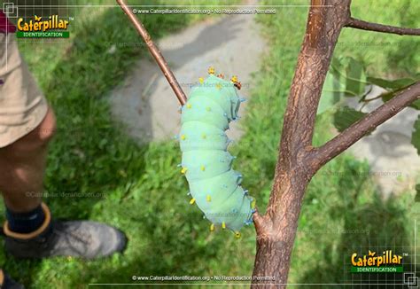 Cecropia Silk Moth Caterpillar