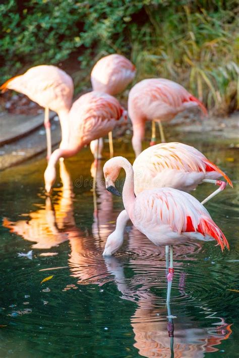 Flock of pink flamingos stock image. Image of african - 46629029