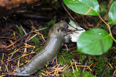 How to Get Rid of Slugs in the Garden - Garden Therapy